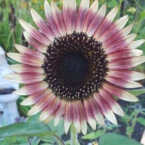 Meet your Posher, Audrey